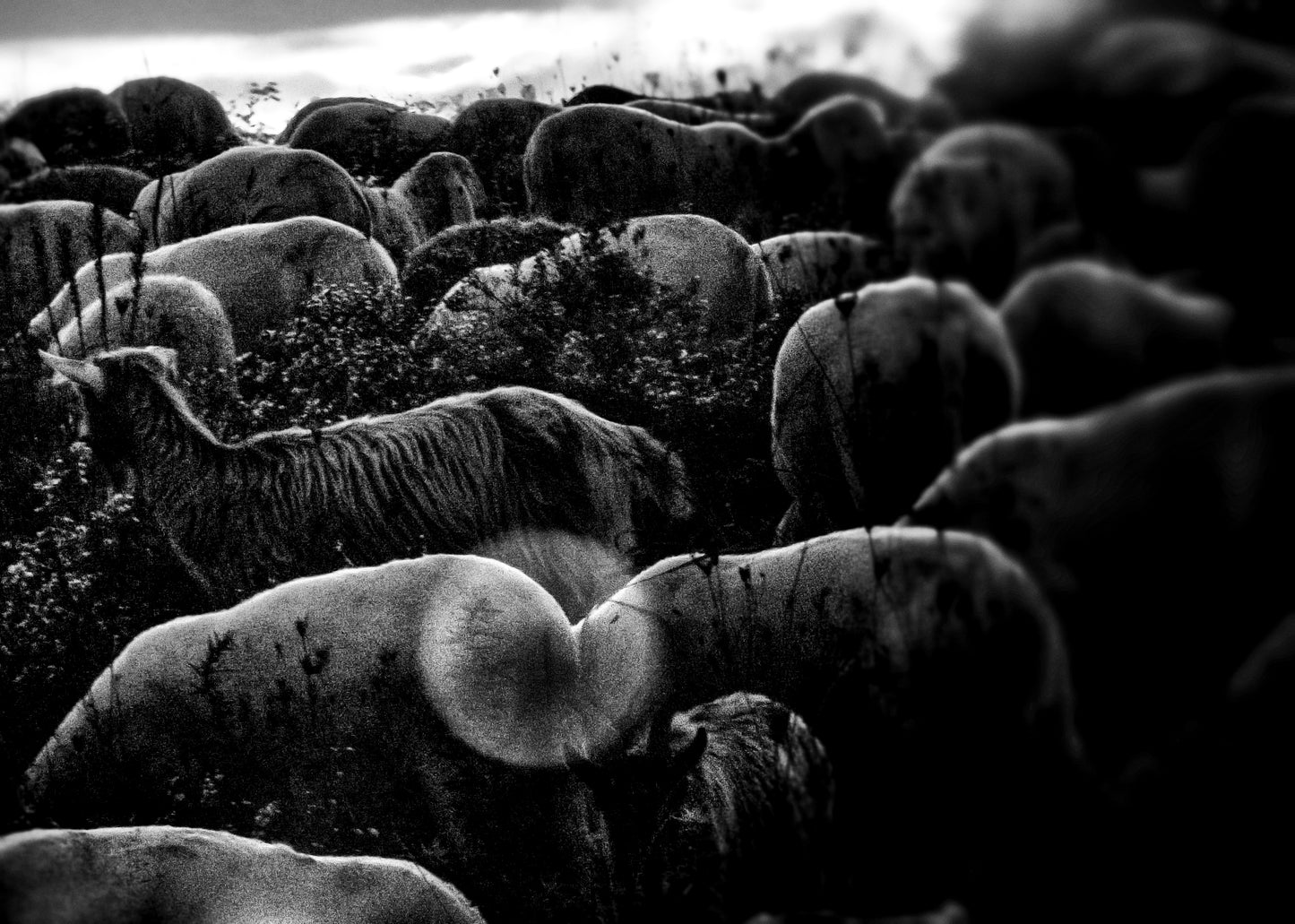 Cluster — Stampa Fine Art