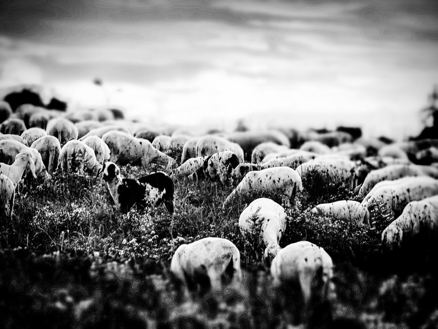 Veglia — Stampa Fine Art
