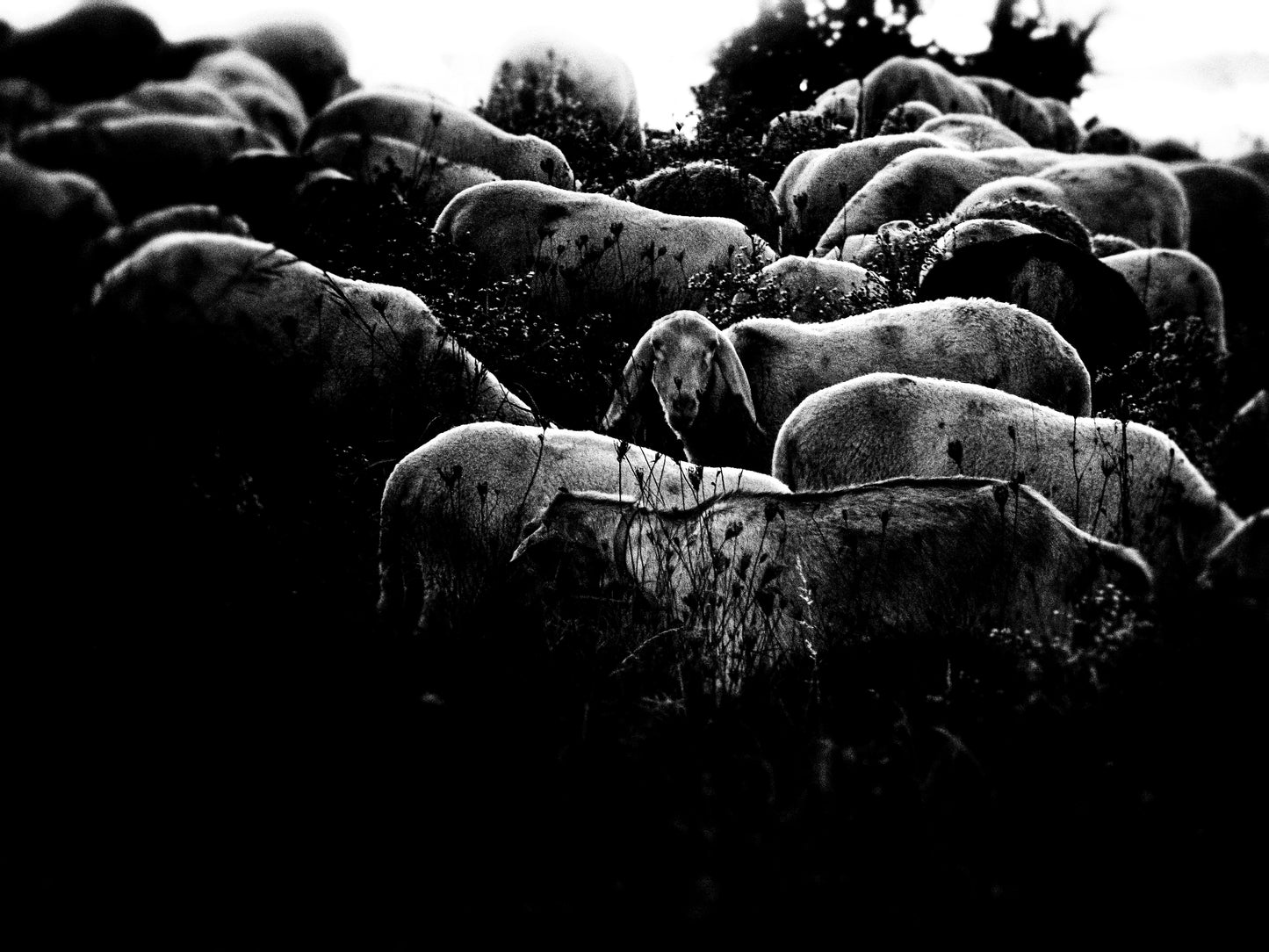 Densità — Stampa Fine Art