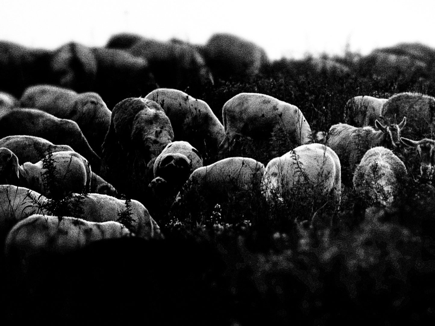 Sospeso — Stampa Fine Art