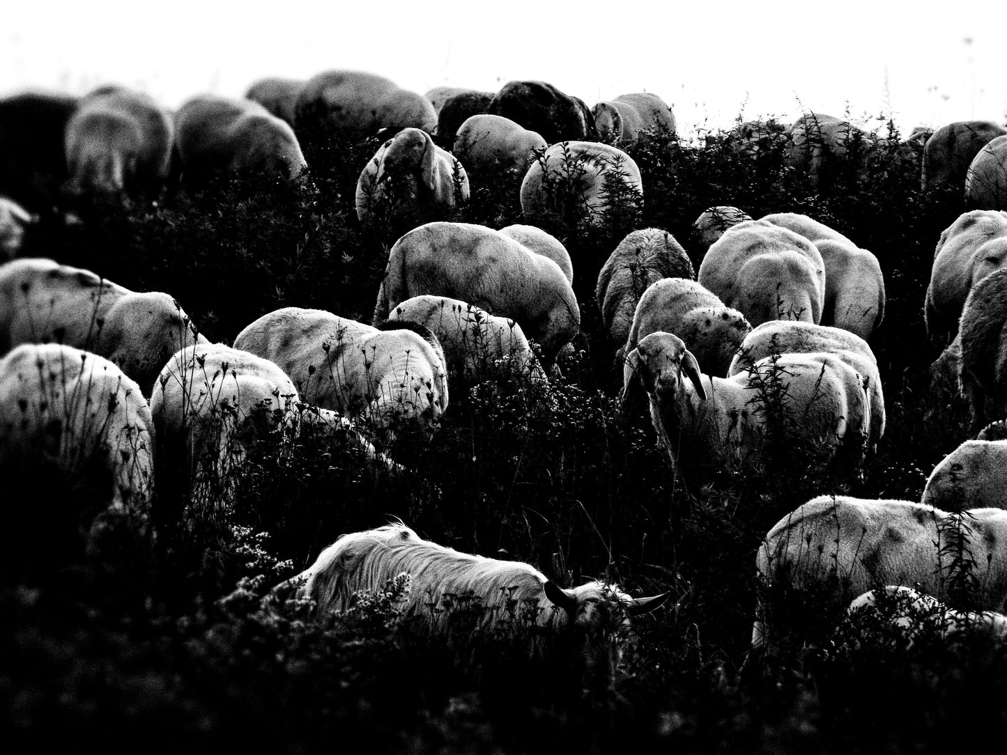 Movimento — Stampa Fine Art