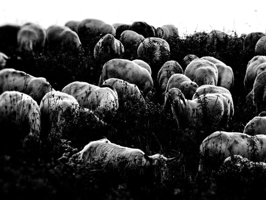 Movimento — Stampa Fine Art