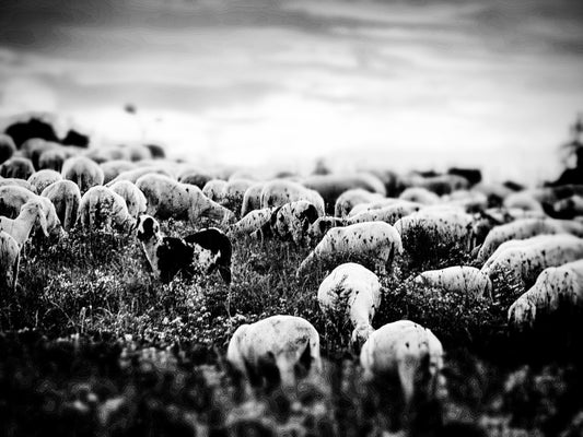 Veglia — Stampa Fine Art